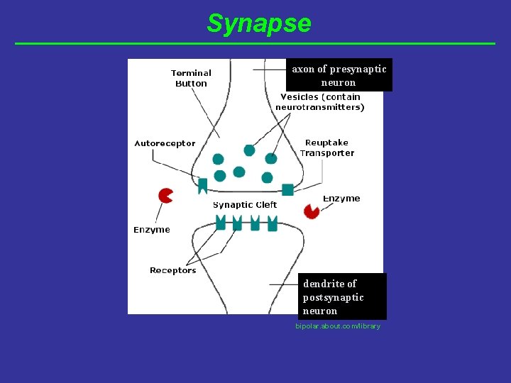 Synapse axon of presynaptic neuron dendrite of postsynaptic neuron bipolar. about. com/library 