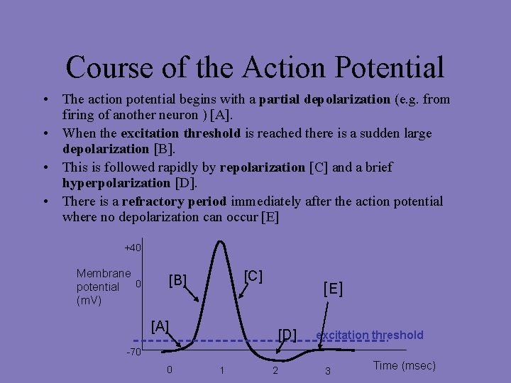 Course of the Action Potential • The action potential begins with a partial depolarization