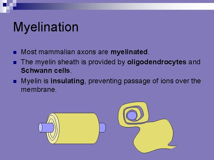 Myelination n Most mammalian axons are myelinated. The myelin sheath is provided by oligodendrocytes