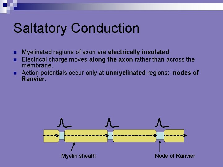 Saltatory Conduction n Myelinated regions of axon are electrically insulated. Electrical charge moves along