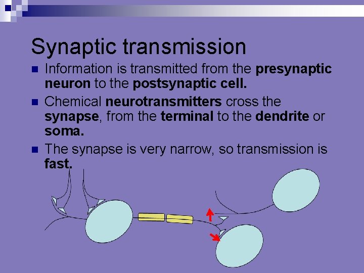 Synaptic transmission n Information is transmitted from the presynaptic neuron to the postsynaptic cell.