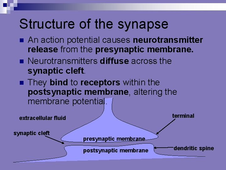 Structure of the synapse n n n An action potential causes neurotransmitter release from