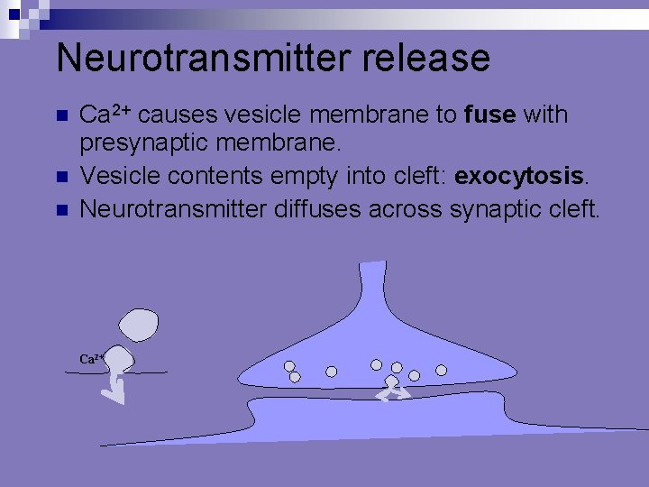 Neurotransmitter release n n n Ca 2+ causes vesicle membrane to fuse with presynaptic