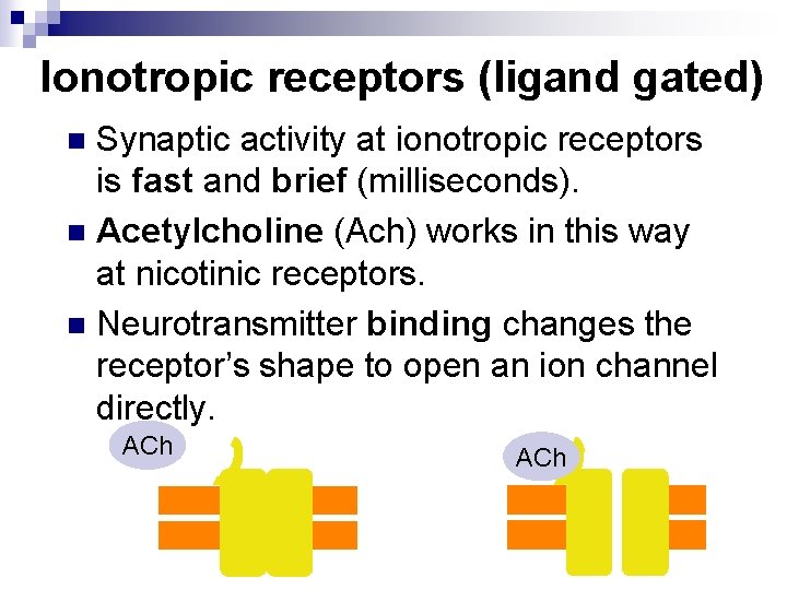 Ionotropic receptors (ligand gated) Synaptic activity at ionotropic receptors is fast and brief (milliseconds).