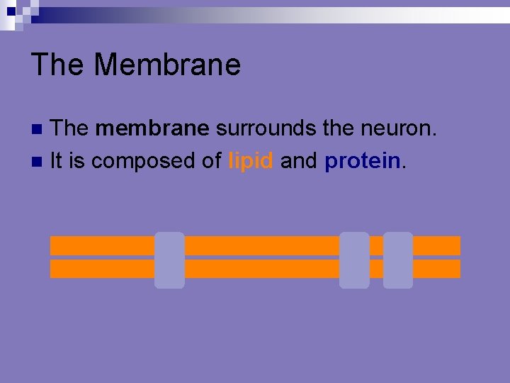 The Membrane The membrane surrounds the neuron. n It is composed of lipid and