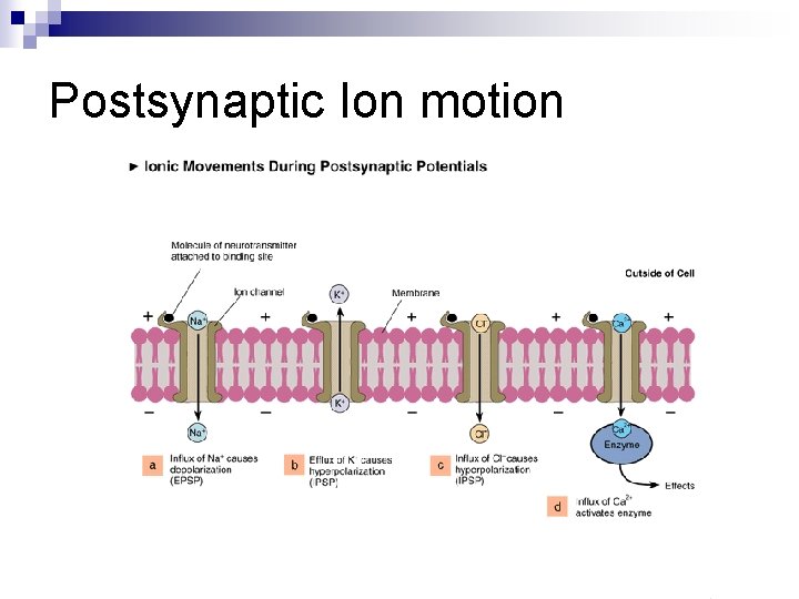 Postsynaptic Ion motion 