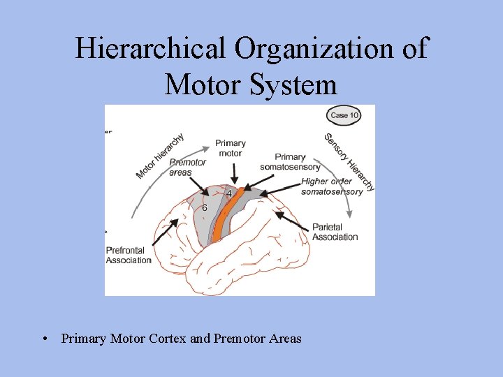 Hierarchical Organization of Motor System • Primary Motor Cortex and Premotor Areas 