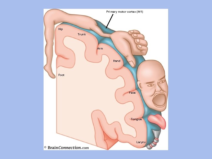 Primary motor cortex (M 1) Hip Trunk Arm Hand Foot Face Tongue Larynx 