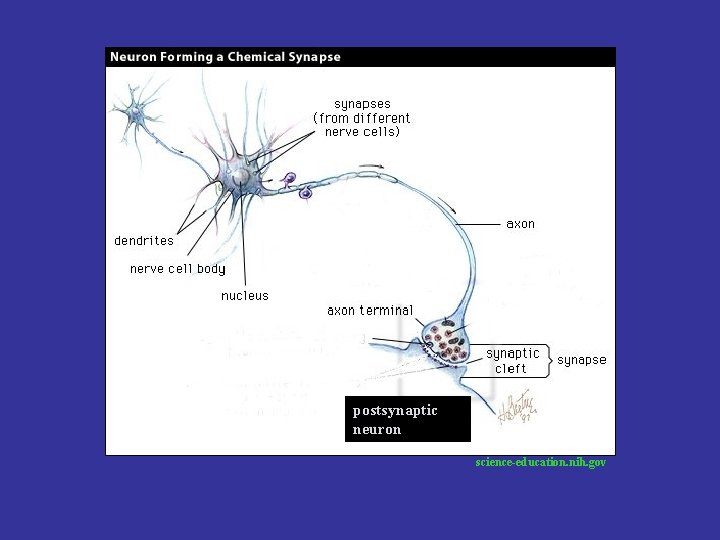 postsynaptic neuron science-education. nih. gov 