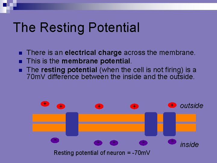 The Resting Potential - - - + + - Resting potential of neuron =