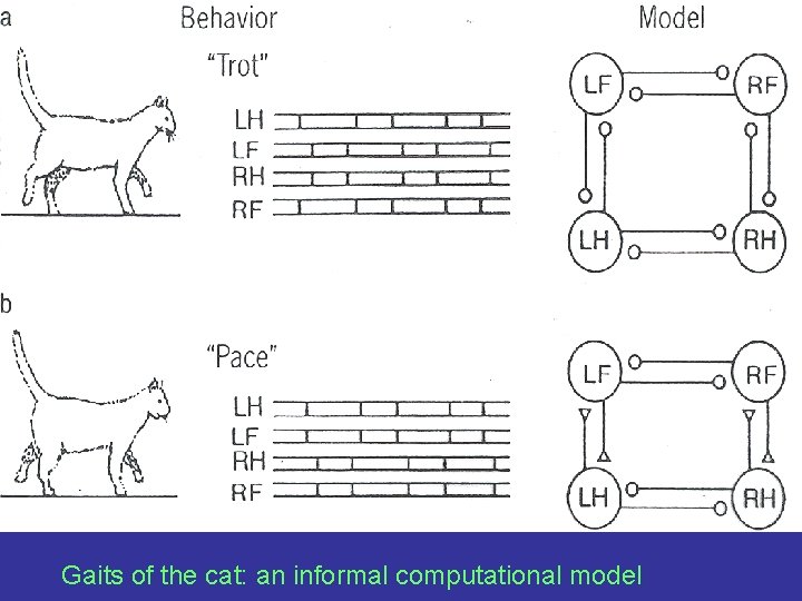 Gaits of the cat: an informal computational model 