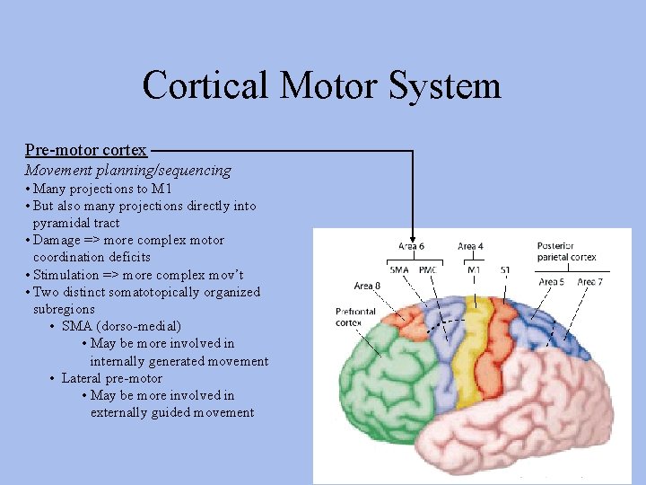 Cortical Motor System Pre-motor cortex Movement planning/sequencing • Many projections to M 1 •