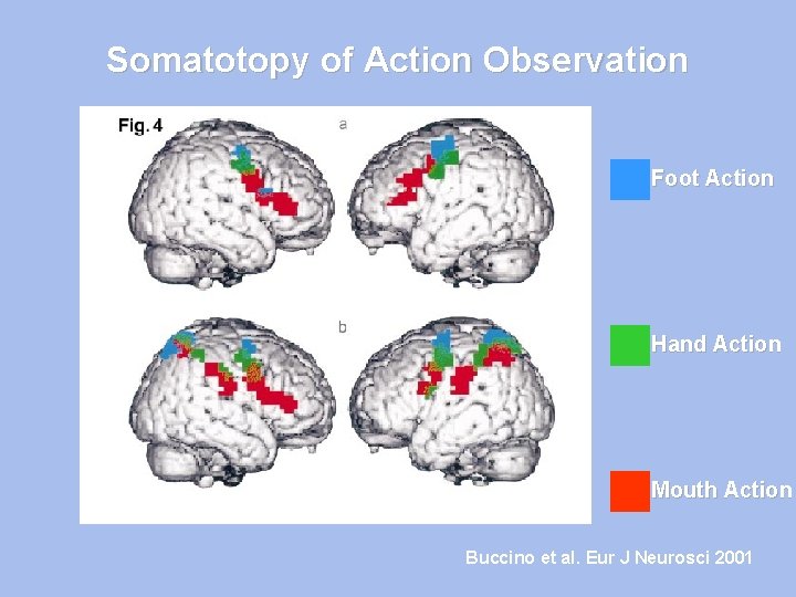 Somatotopy of Action Observation Foot Action Hand Action Mouth Action Buccino et al. Eur