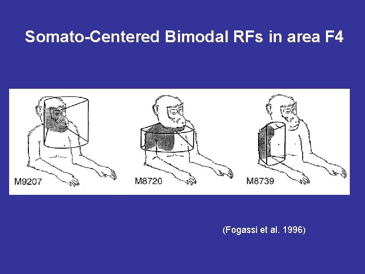 Somato-Centered Bimodal RFs in area F 4 (Fogassi et al. 1996) 