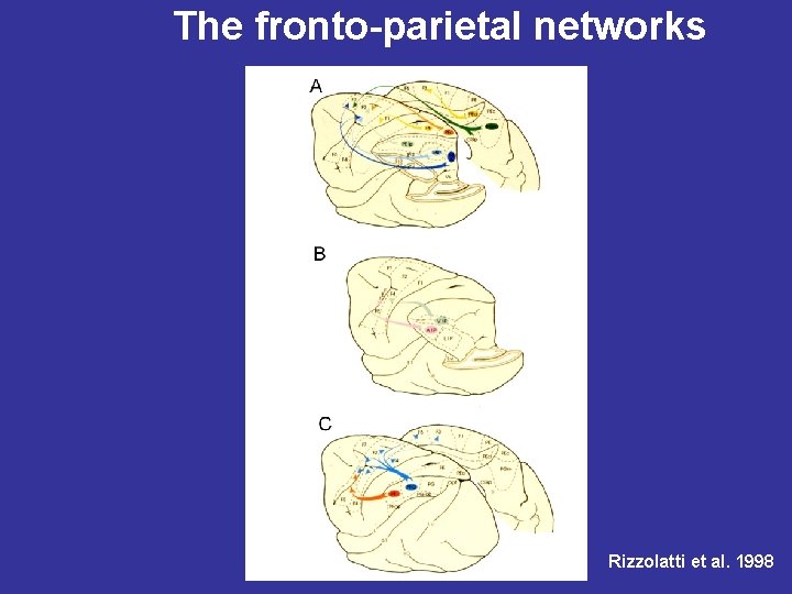 The fronto-parietal networks Rizzolatti et al. 1998 