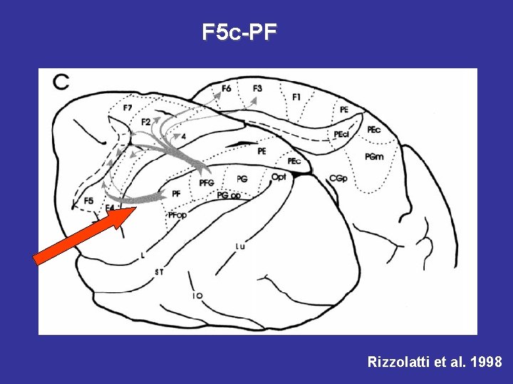 F 5 c-PF Rizzolatti et al. 1998 