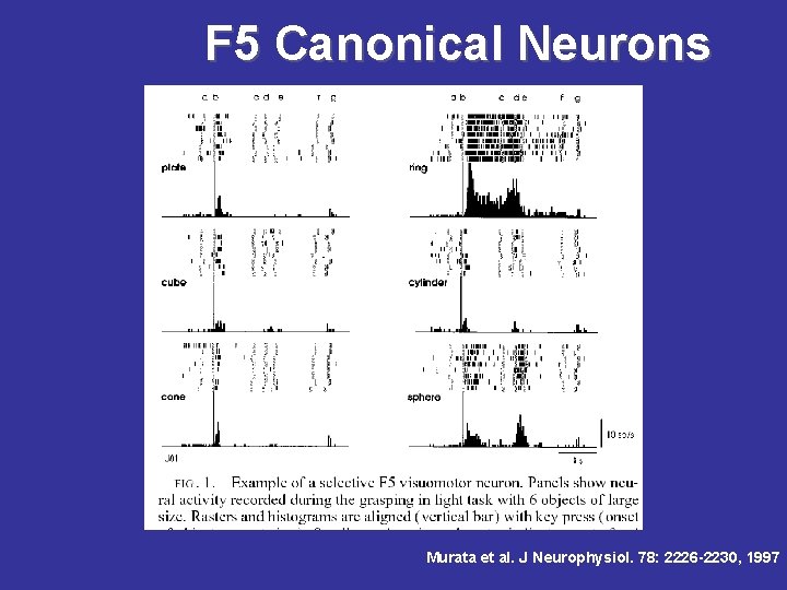 F 5 Canonical Neurons Murata et al. J Neurophysiol. 78: 2226 -2230, 1997 