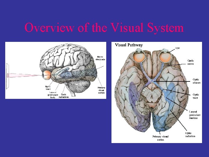 Overview of the Visual System 