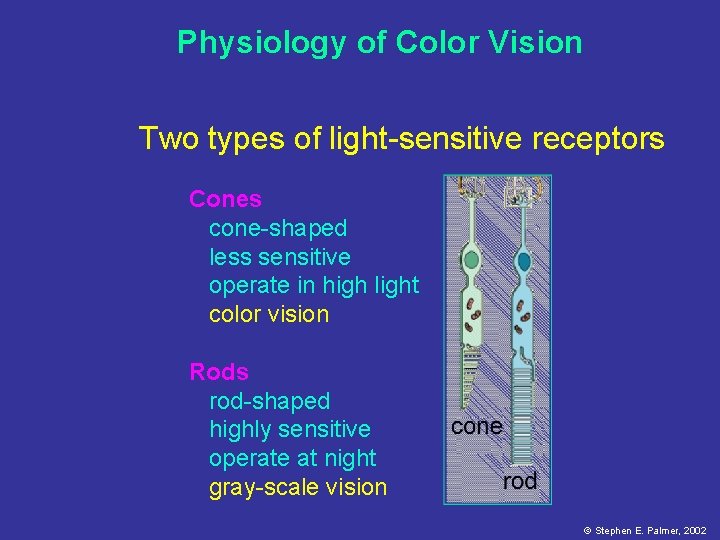Physiology of Color Vision Two types of light-sensitive receptors Cones cone-shaped less sensitive operate
