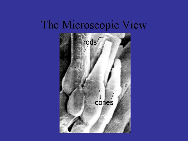 The Microscopic View 