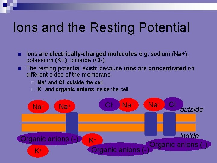 Ions and the Resting Potential n n Ions are electrically-charged molecules e. g. sodium
