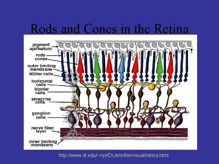 Rods and Cones in the Retina http: //www. iit. edu/~npr/Dr. Jennifer/visual/retina. html 