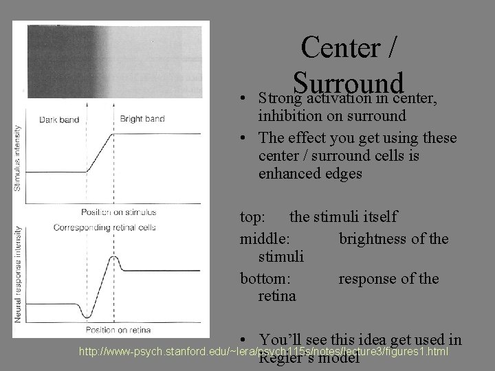  • Center / Surround Strong activation in center, inhibition on surround • The