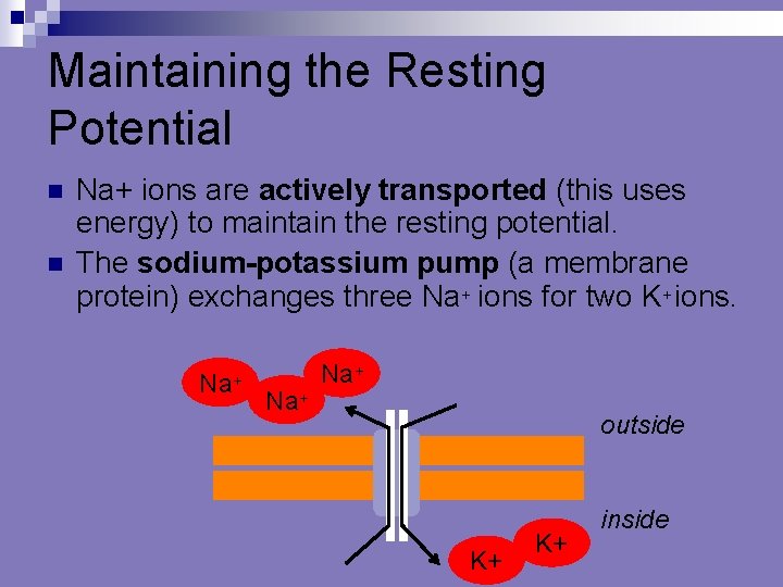Maintaining the Resting Potential n n Na+ ions are actively transported (this uses energy)
