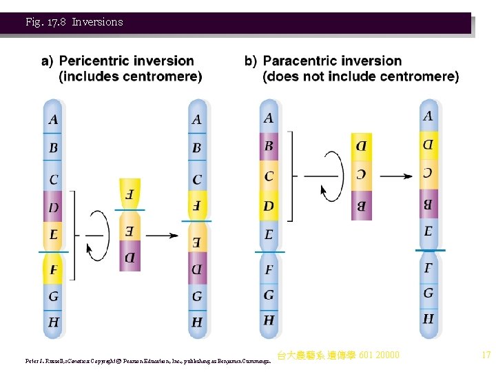 Fig. 17. 8 Inversions Peter J. Russell, i. Genetics: Copyright © Pearson Education, Inc. Fig. 17. 8 Inversions Peter J. Russell, i. Genetics: Copyright © Pearson Education, Inc.