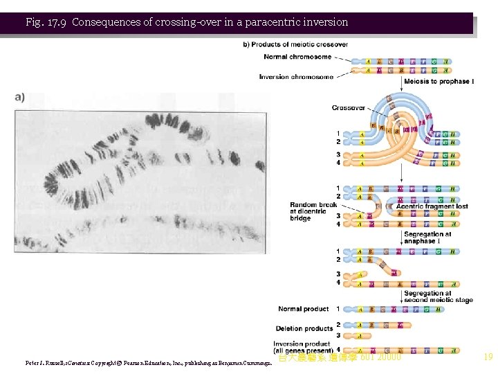 Fig. 17. 9 Consequences of crossing-over in a paracentric inversion Peter J. Russell, i. Fig. 17. 9 Consequences of crossing-over in a paracentric inversion Peter J. Russell, i.