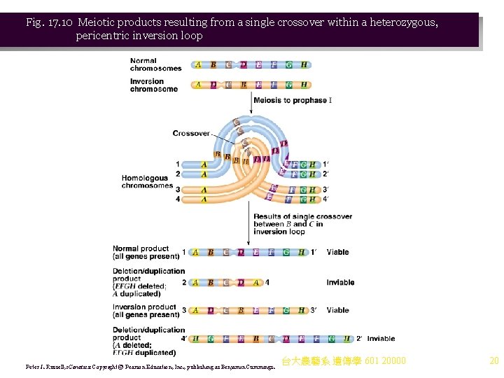 Fig. 17. 10 Meiotic products resulting from a single crossover within a heterozygous, pericentric Fig. 17. 10 Meiotic products resulting from a single crossover within a heterozygous, pericentric