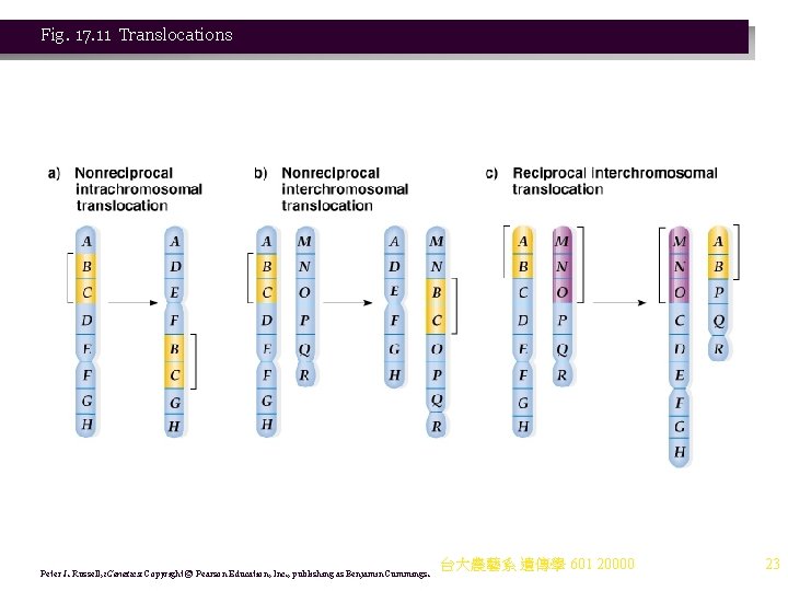 Fig. 17. 11 Translocations Peter J. Russell, i. Genetics: Copyright © Pearson Education, Inc. Fig. 17. 11 Translocations Peter J. Russell, i. Genetics: Copyright © Pearson Education, Inc.
