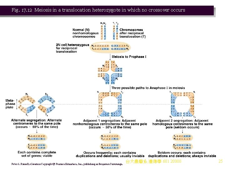 Fig. 17. 12 Meiosis in a translocation heterozygote in which no crossover occurs Peter Fig. 17. 12 Meiosis in a translocation heterozygote in which no crossover occurs Peter