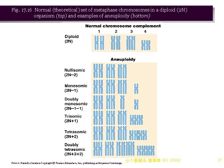 Fig. 17. 16 Normal (theoretical) set of metaphase chromosomes in a diploid (2 N) Fig. 17. 16 Normal (theoretical) set of metaphase chromosomes in a diploid (2 N)