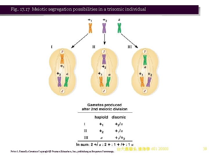 Fig. 17 Meiotic segregation possibilities in a trisomic individual Peter J. Russell, i. Genetics: Fig. 17 Meiotic segregation possibilities in a trisomic individual Peter J. Russell, i. Genetics: