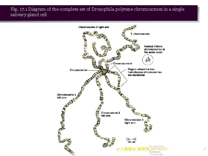 Fig. 17. 1 Diagram of the complete set of Drosophila polytene chromosomes in a Fig. 17. 1 Diagram of the complete set of Drosophila polytene chromosomes in a
