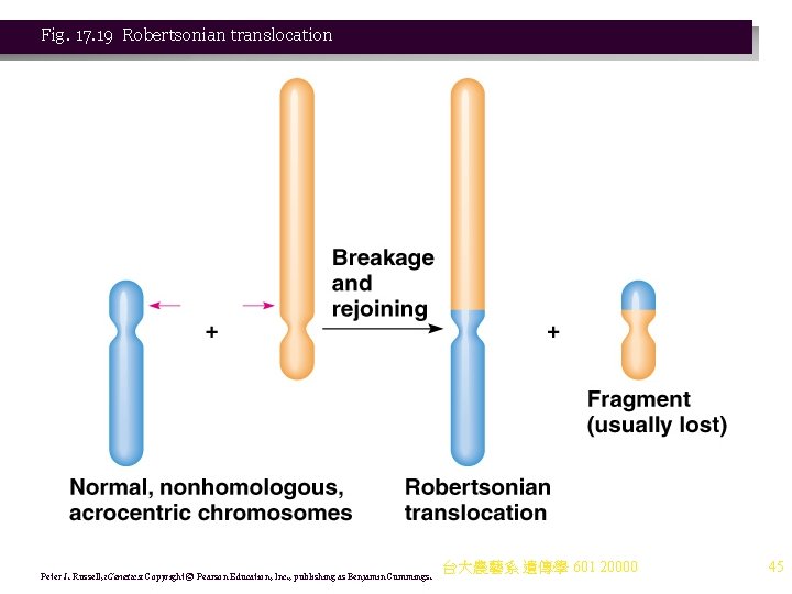 Fig. 17. 19 Robertsonian translocation Peter J. Russell, i. Genetics: Copyright © Pearson Education, Fig. 17. 19 Robertsonian translocation Peter J. Russell, i. Genetics: Copyright © Pearson Education,
