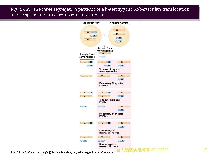 Fig. 17. 20 The three segregation patterns of a heterozygous Robertsonian translocation involving the Fig. 17. 20 The three segregation patterns of a heterozygous Robertsonian translocation involving the