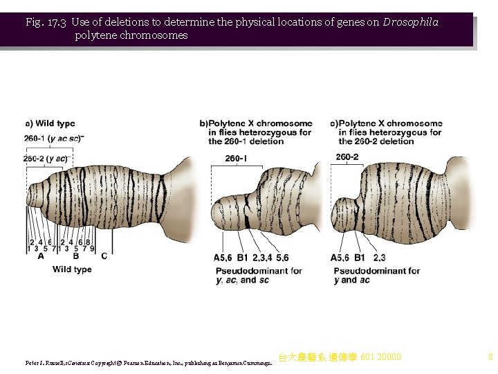 Fig. 17. 3 Use of deletions to determine the physical locations of genes on Fig. 17. 3 Use of deletions to determine the physical locations of genes on