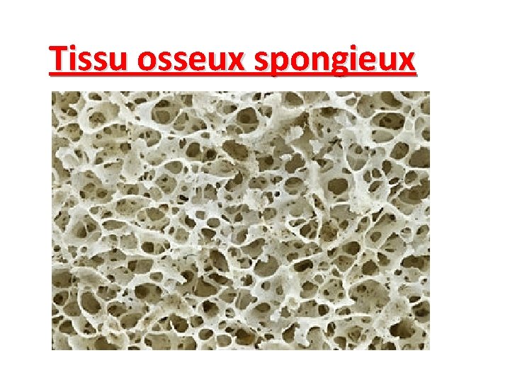 Tissu osseux spongieux 