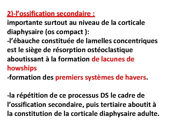 2)-l’ossification secondaire : importante surtout au niveau de la corticale diaphysaire (os compact ):