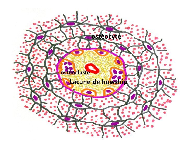 ostéocyte ostéoclaste Lacune de howship 