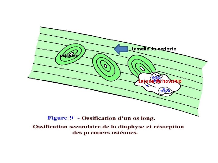 Lamelle du périoste ostéone Lacune de howship 