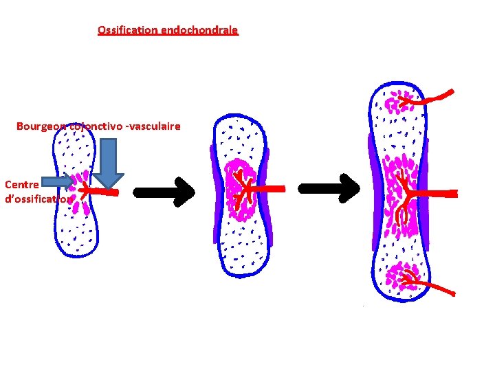 Ossification endochondrale Bourgeon cojonctivo -vasculaire Centre d’ossification 