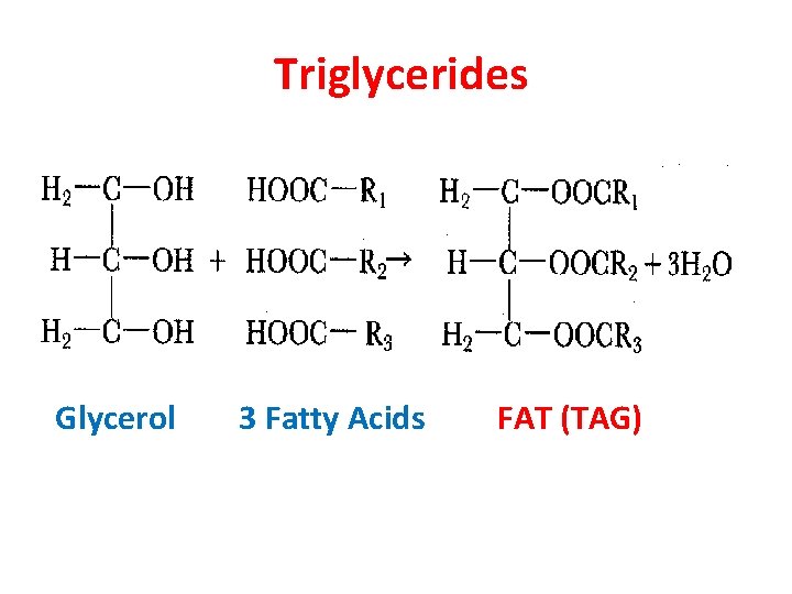 Triglycerides Glycerol 3 Fatty Acids FAT (TAG) 