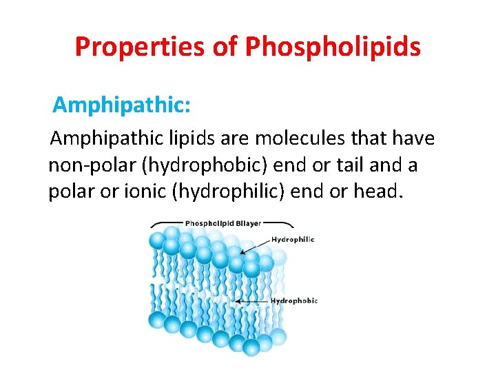 Properties of Phospholipids Amphipathic: Amphipathic lipids are molecules that have non-polar (hydrophobic) end or
