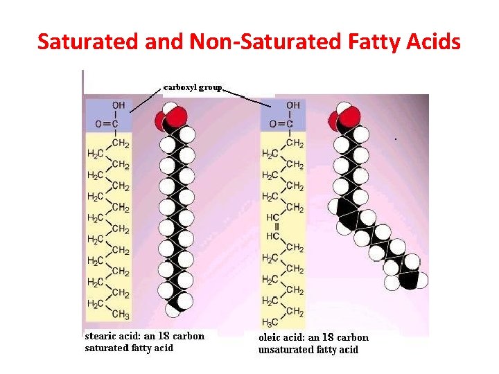 Saturated and Non-Saturated Fatty Acids 
