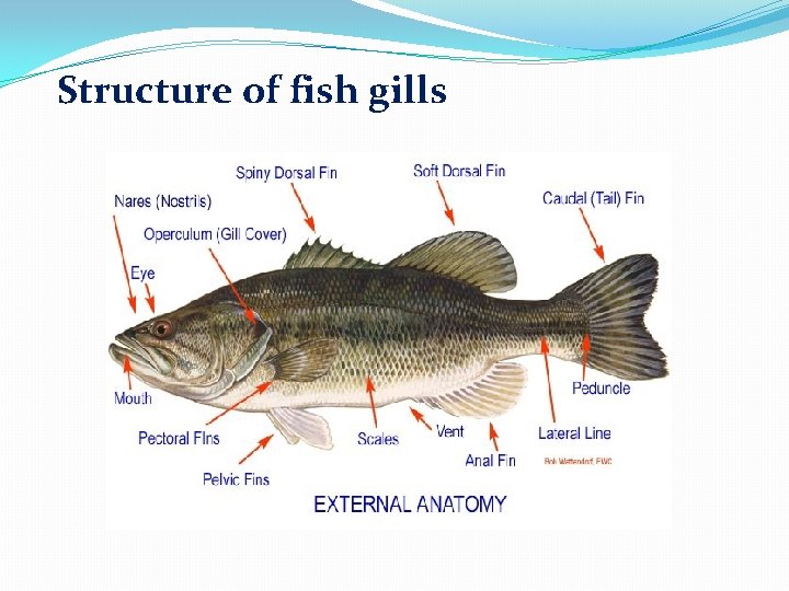 Structure of fish gills Structure of fish gills