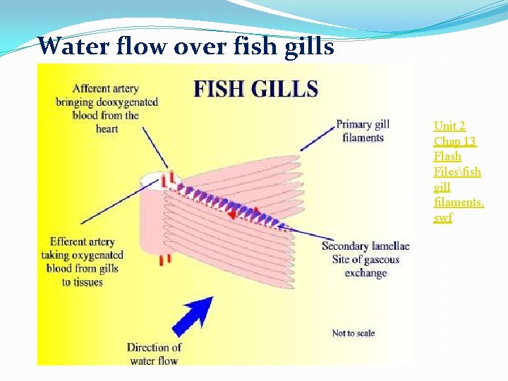 Water flow over fish gills Unit 2 Chap 13 Flash Filesfish gill filaments. swf Water flow over fish gills Unit 2 Chap 13 Flash Filesfish gill filaments. swf