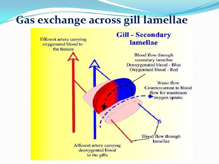 Gas exchange across gill lamellae Gas exchange across gill lamellae